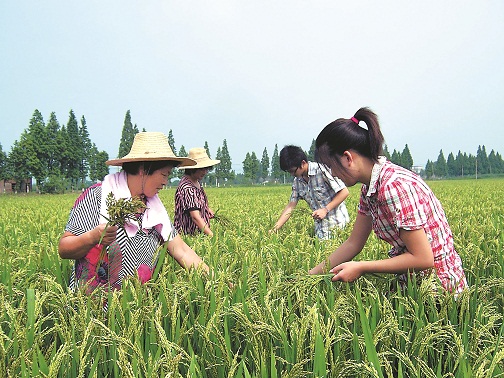 農技服務到田頭(圖)