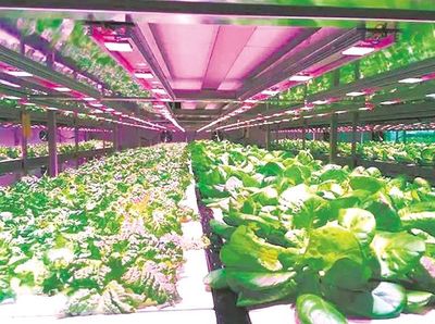 蔬菜工廠&ldquo;造&rdquo; 實現智能化