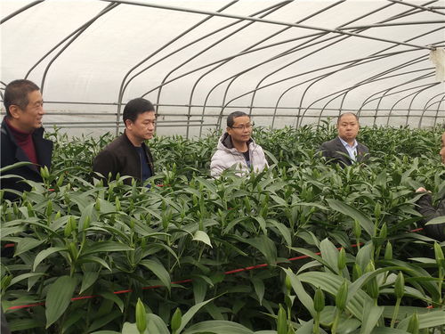 福建實(shí)現(xiàn)百合花種球國(guó)產(chǎn)化繁育